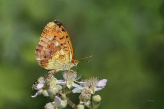 Brtlen Brentisi (Brenthis daphne)