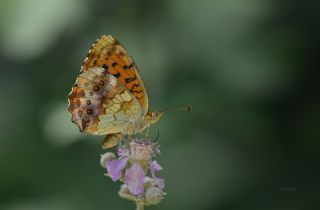 Brtlen Brentisi (Brenthis daphne)