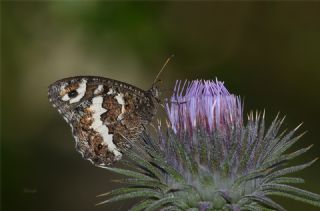 Kara Murat (Brintesia  circe)
