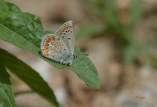 okgzl Meneke Mavisi (Polyommatus thersites)