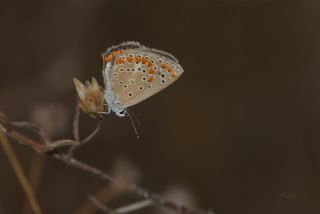 okgzl Meneke Mavisi (Polyommatus thersites)