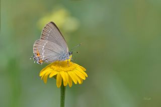 Minik Sevbeni (Satyrium acaciae)