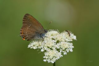 Byk Sevbeni (Satyrium ilicis)