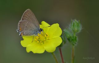 Minik Sevbeni (Satyrium acaciae)