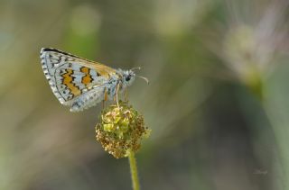 Sar Bandl Zpzp (Pyrgus sidae)