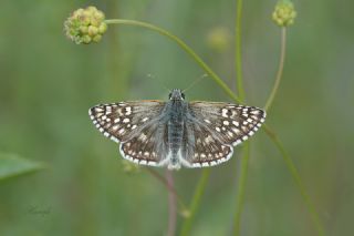 Sarbandl Zpzp (Pyrgus sidae)