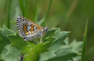 Sar Bandl Zpzp (Pyrgus sidae)