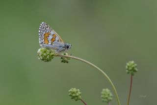 Sar Bandl Zpzp (Pyrgus sidae)