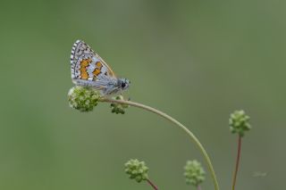 Sarbandl Zpzp (Pyrgus sidae)