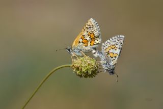Sar Bandl Zpzp (Pyrgus sidae)