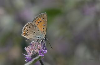 Ate Bakr Gzeli (Lycaena candens)