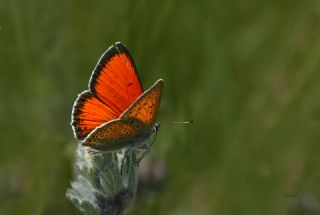 Ate Bakr Gzeli (Lycaena candens)