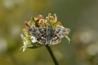 ark Zpzp (Carcharodus orientalis)