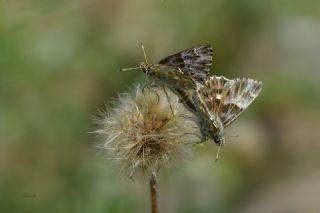 ark Zpzp (Carcharodus orientalis)