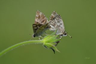 ark Zpzp (Carcharodus orientalis)