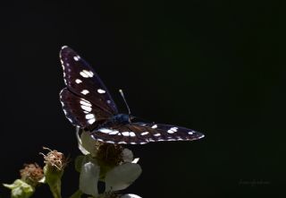 Akdeniz Hanmeli Kelebei (Limenitis reducta)