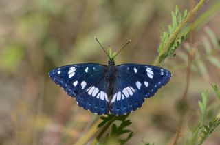 Akdeniz Hanmeli Kelebei (Limenitis reducta)