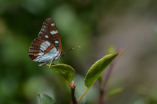 Akdeniz Hanmeli Kelebei (Limenitis reducta)
