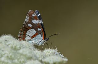 Akdeniz Hanmeli Kelebei (Limenitis reducta)