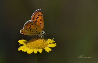 Kk Ate Gzeli (Lycaena thersamon)