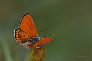 Kk Ate Gzeli (Lycaena thersamon)