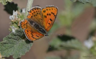 Kk Ate Gzeli (Lycaena thersamon)