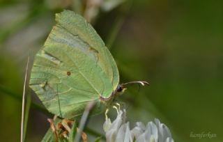 Orakkanat (Gonepteryx rhamni)