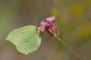 Orakkanat (Gonepteryx rhamni)