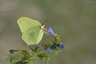 Orakkanat (Gonepteryx rhamni)