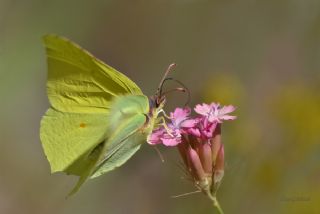 Orakkanat (Gonepteryx rhamni)