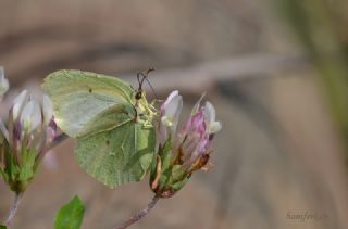 Orakkanat (Gonepteryx rhamni)