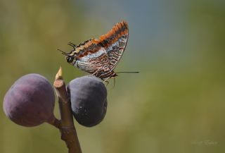 ift Kuyruklu Paa (Charaxes jasius )