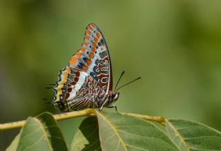 ift Kuyruklu Paa (Charaxes jasius )