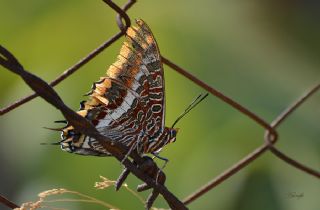 ift Kuyruklu Paa (Charaxes jasius )