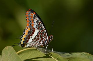 ift Kuyruklu Paa (Charaxes jasius )