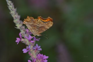 Anadolu Yrtkprt (Nymphalis egea)