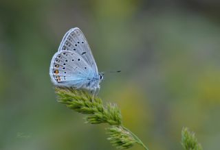 okgzl Amanda (Polyommatus amandus)