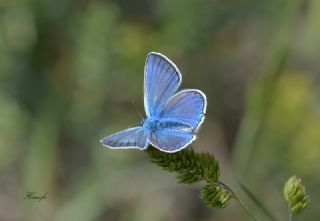 okgzl Amanda (Polyommatus amandus)