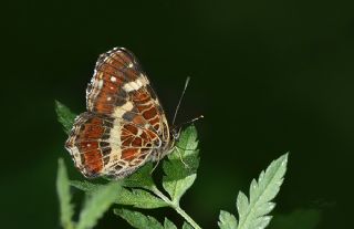 Isrgan Kelebei (Araschnia levana)