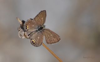 Mcevher Kelebei (Chilades trochylus)