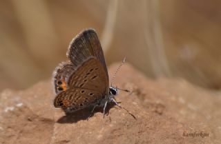 Mcevher Kelebei (Chilades trochylus)