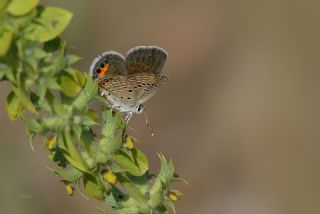 Mcevher Kelebei (Chilades trochylus)