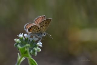 Mcevher Kelebei (Chilades trochylus)