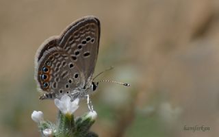 Mcevher Kelebei (Chilades trochylus)