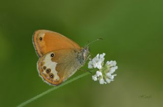 Funda Zpzp Perisi (Coenonympha arcania)