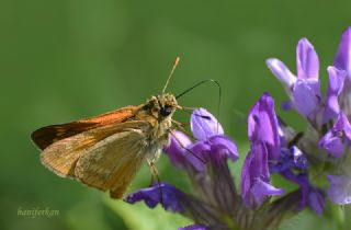 Orman Zpzp (Ochlodes sylvanus)