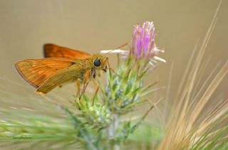 Orman Zpzp (Ochlodes sylvanus)