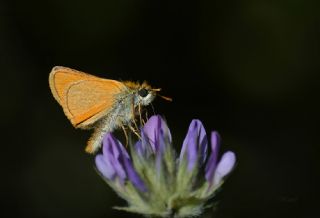 Sar Antenli Zpzp (Thymelicus sylvestris)