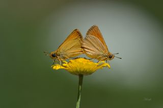 Sar Antenli Zpzp (Thymelicus sylvestris)