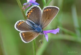 okgzl Amanda (Polyommatus amandus)